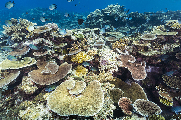 Life teeming in the Great Barrier Reef