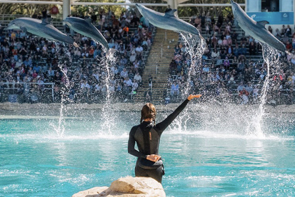 AT SEA WORLD ON THE GOLD COAST, A TRAINER LEADS THE DOLPHINS IN THEIR PERFORMANCE.
