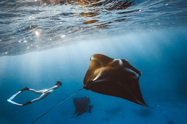 Person Swimming with manta rays in Queensland, Australia. Image via Tourism QLD