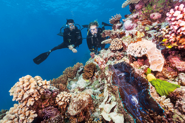 Scuba dive at the Great Barrier Reef