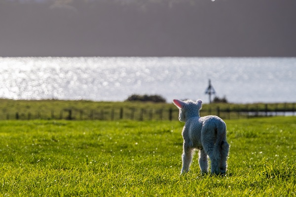 A baby lamb at Ambury Farm