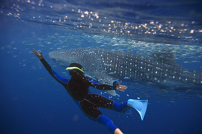 Swim with Whale Sharks - Tourism Australia