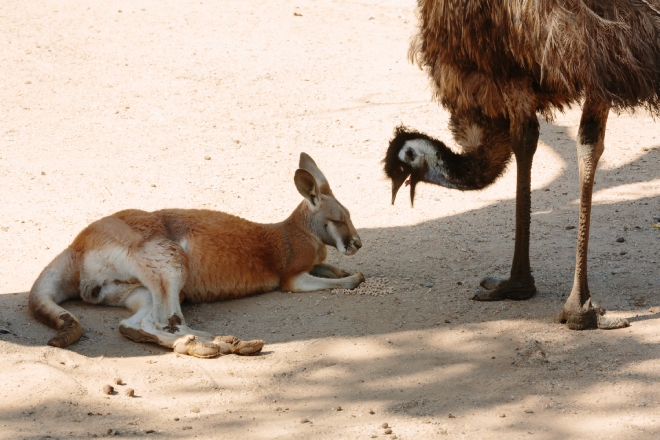 Kangaroo and Emu at Currumbin Wildlife Sanctuary