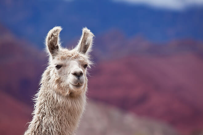 Llama: animal típico de Santiago de Chile y los Andes