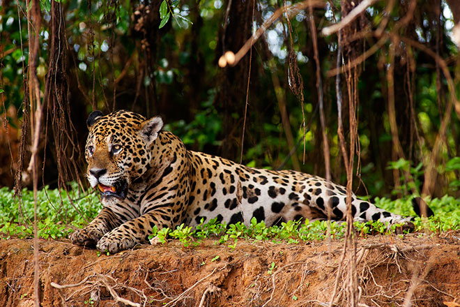 Onça pintada, animal típico do Pantanal (Getty Images)