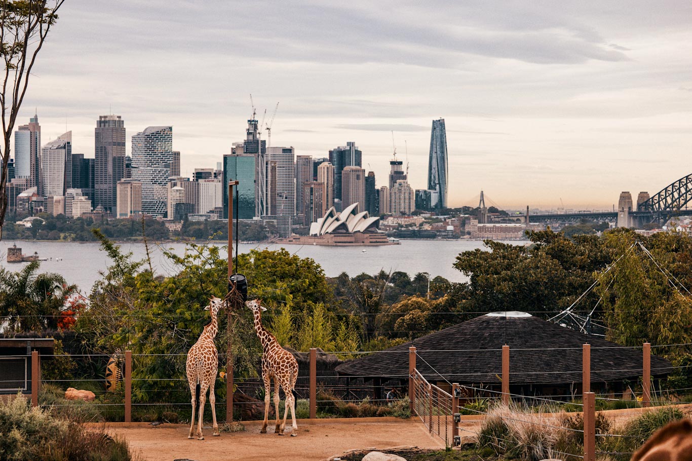 Giraffes eating at Taronga Zoo Sydney