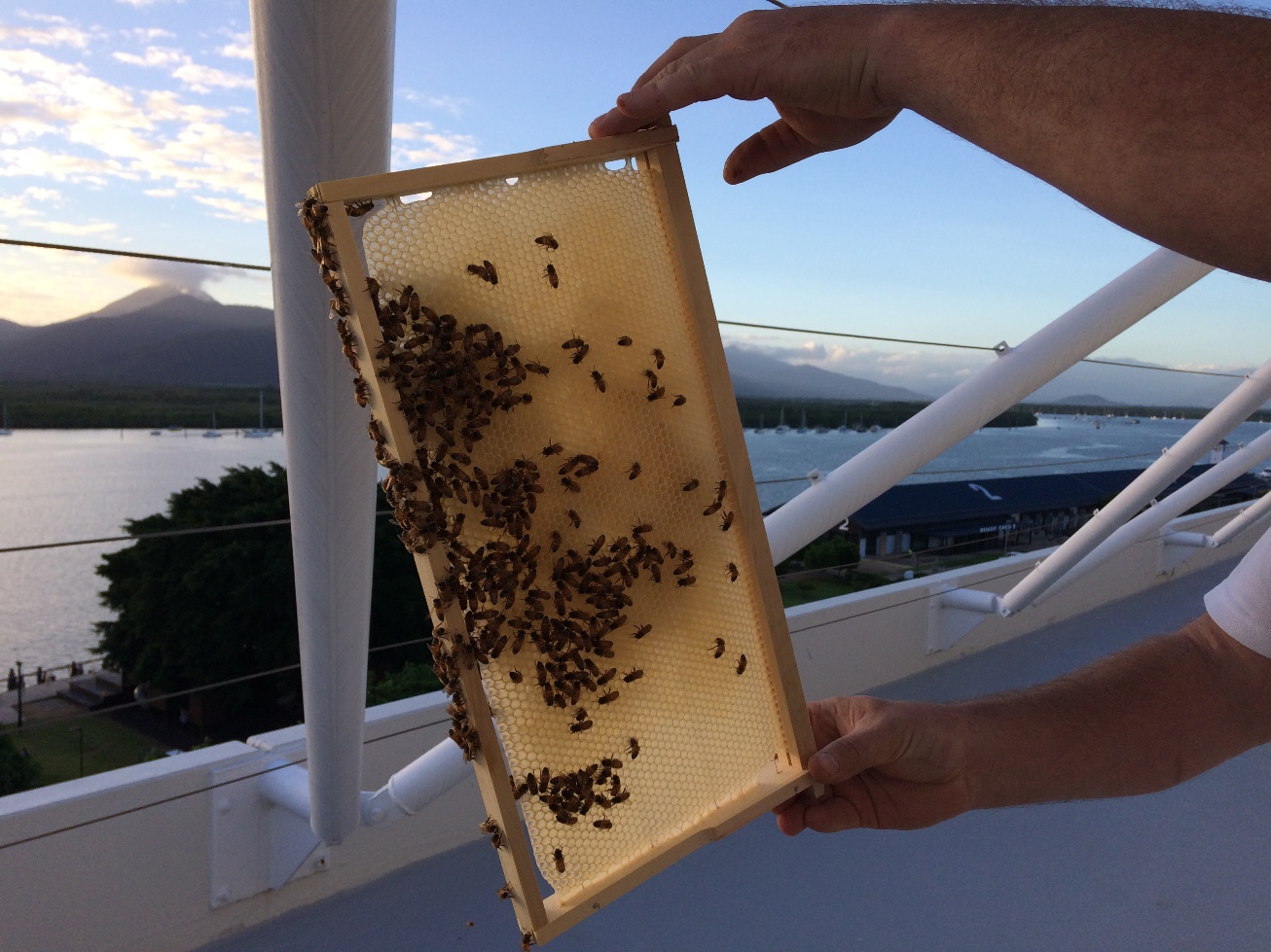 Pullman Reef Hotel Casino's bee collection