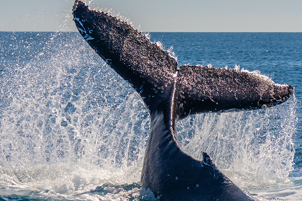 The tail of a Humpback Whale in Hervey Bay 