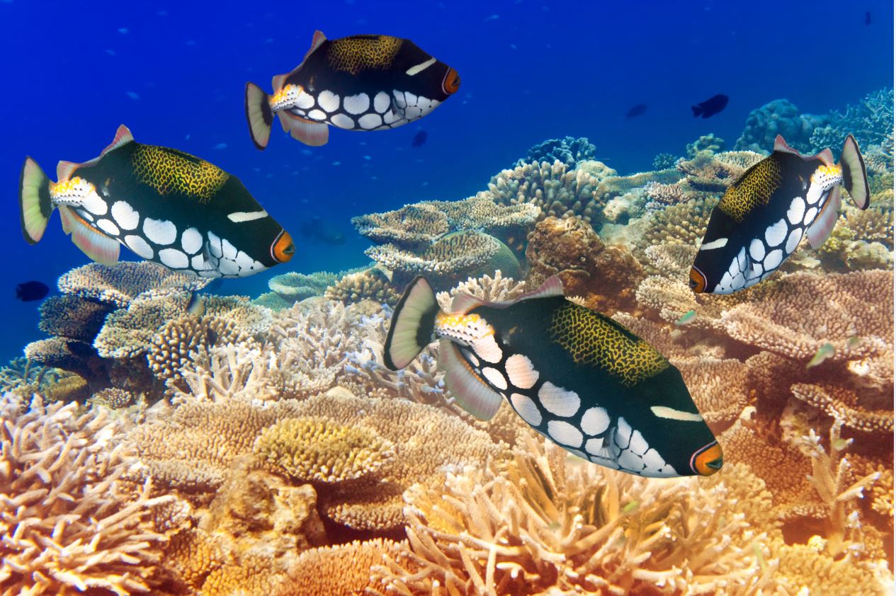 pesci barriera corallina mauritius